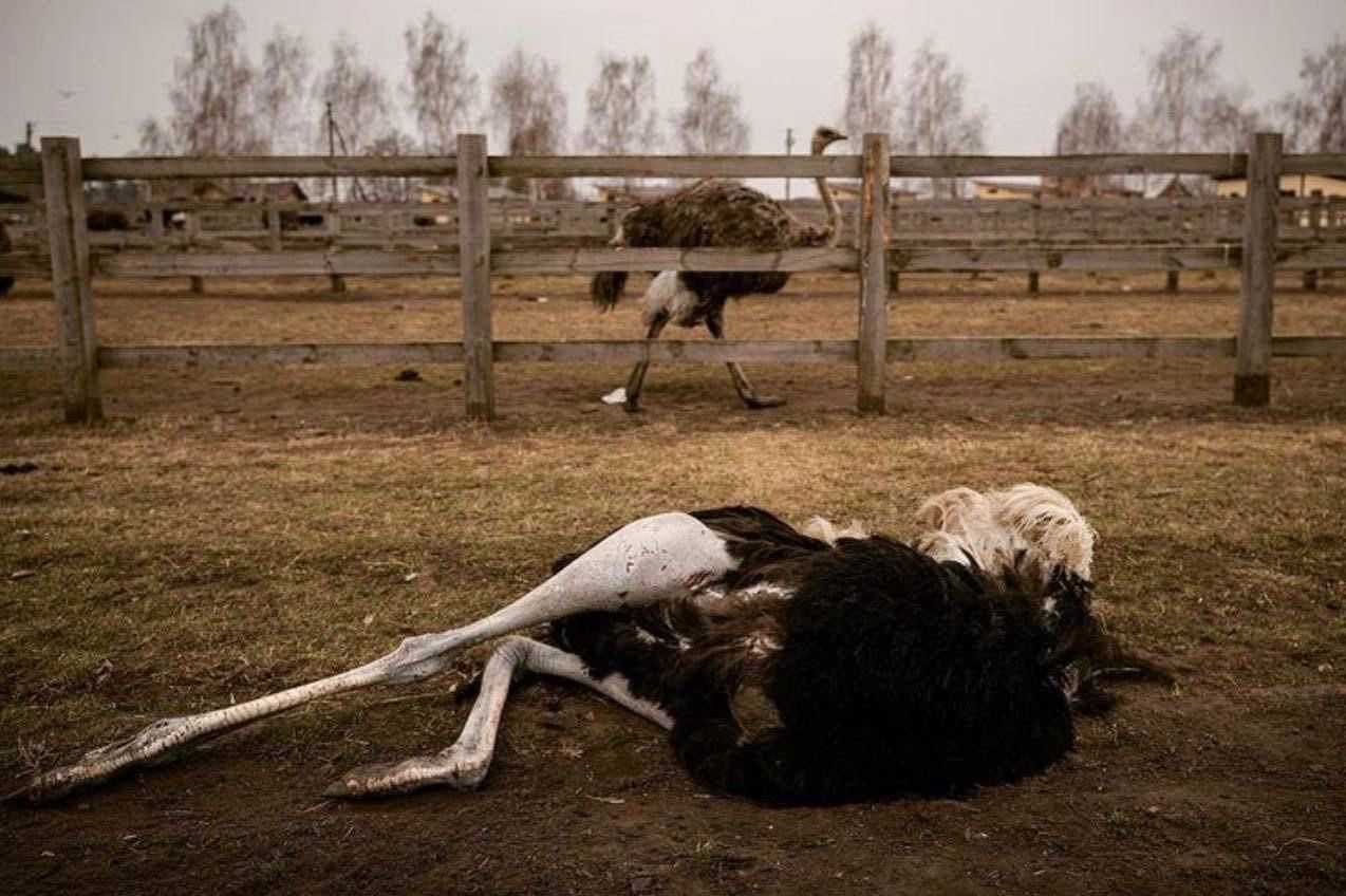 Тут біль, голод і смерть, - Подоляк про зоопарк біля Києва і як ЗСУ намагаються врятувати тварин - 24 Канал Тут біль, голод і смерть, - Подоляк про зоопарк біля Києва і як ЗСУ намагаються врятувати тварин - 24 Канал