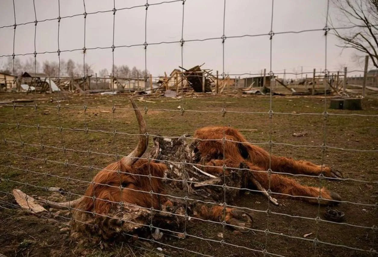 Зоопарк под Киевом Зоопарк под Киевом