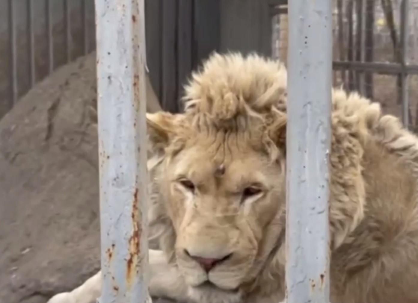 У Маріупольському зоопарку через обстріл постраждали тварини - 24 Канал У Маріупольському зоопарку через обстріл постраждали тварини - 24 Канал