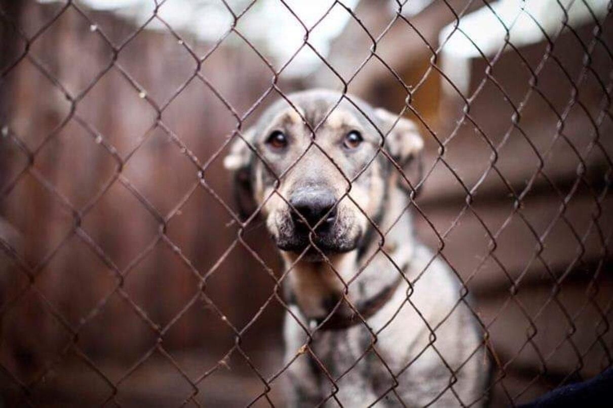 У притулку на Київщині за час окупації загинули понад 300 тварин - Київ У притулку на Київщині за час окупації загинули понад 300 тварин - Київ