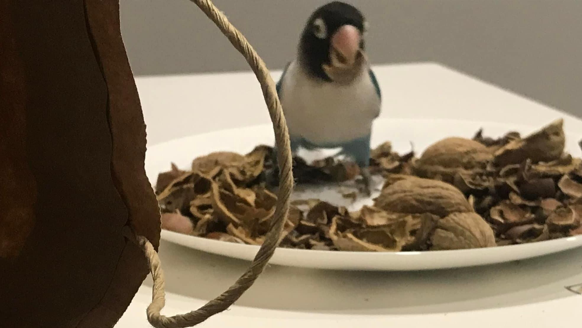 Далі пробивають дно: окупанти порізали папугу українки на шматки та намагалися з'їсти - 24 Канал Далі пробивають дно: окупанти порізали папугу українки на шматки та намагалися з'їсти - 24 Канал