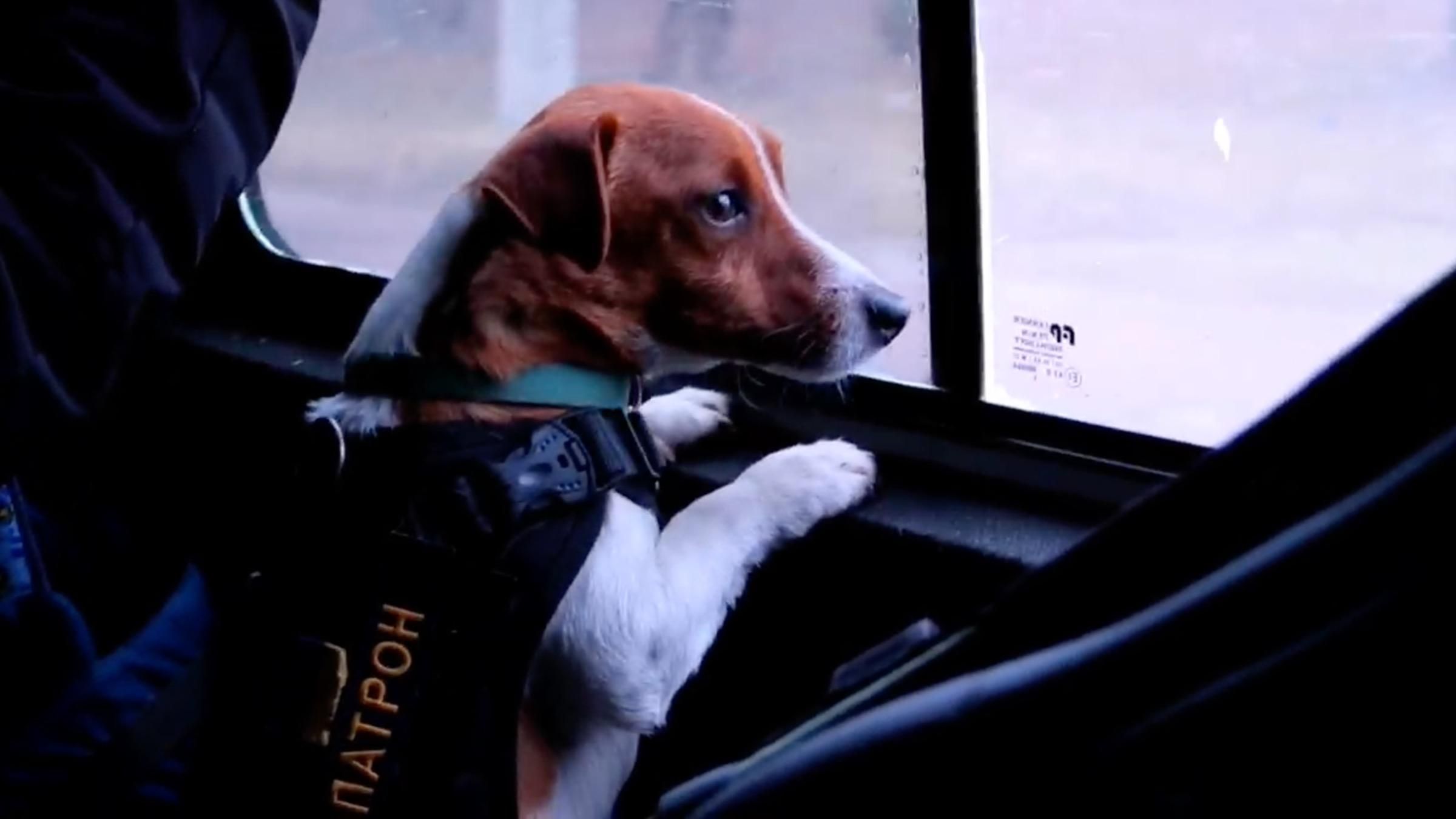 День просвіти з мінної небезпеки: як спритний песик Патрон допомагає працівникам ДСНС - 24 Канал День просвіти з мінної небезпеки: як спритний песик Патрон допомагає працівникам ДСНС - 24 Канал