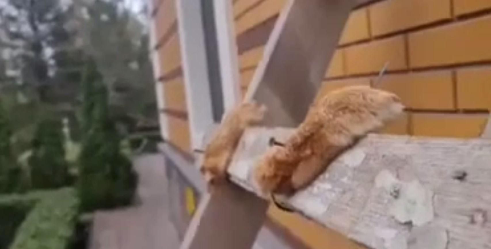 В Ворзеле россияне ели собак: жуткое видео В Ворзеле россияне ели собак: жуткое видео