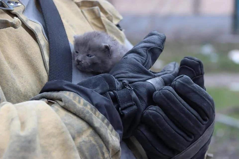 Кошеня врятували у Бородянці