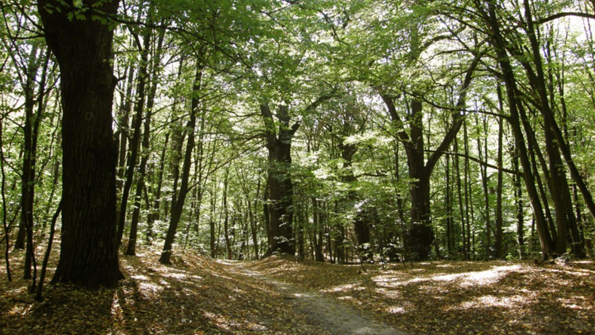 У Києві під час воєнного стану заборонили відвідувати ліси - 24 Канал У Києві під час воєнного стану заборонили відвідувати ліси - 24 Канал