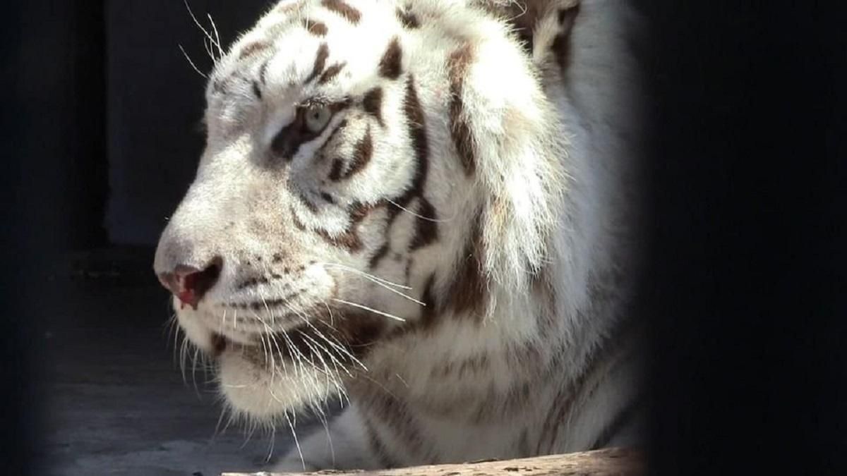 Из-за обстрелов россиян повреждены вольеры львов, тигров и ягуаров в Экопарке Харькова