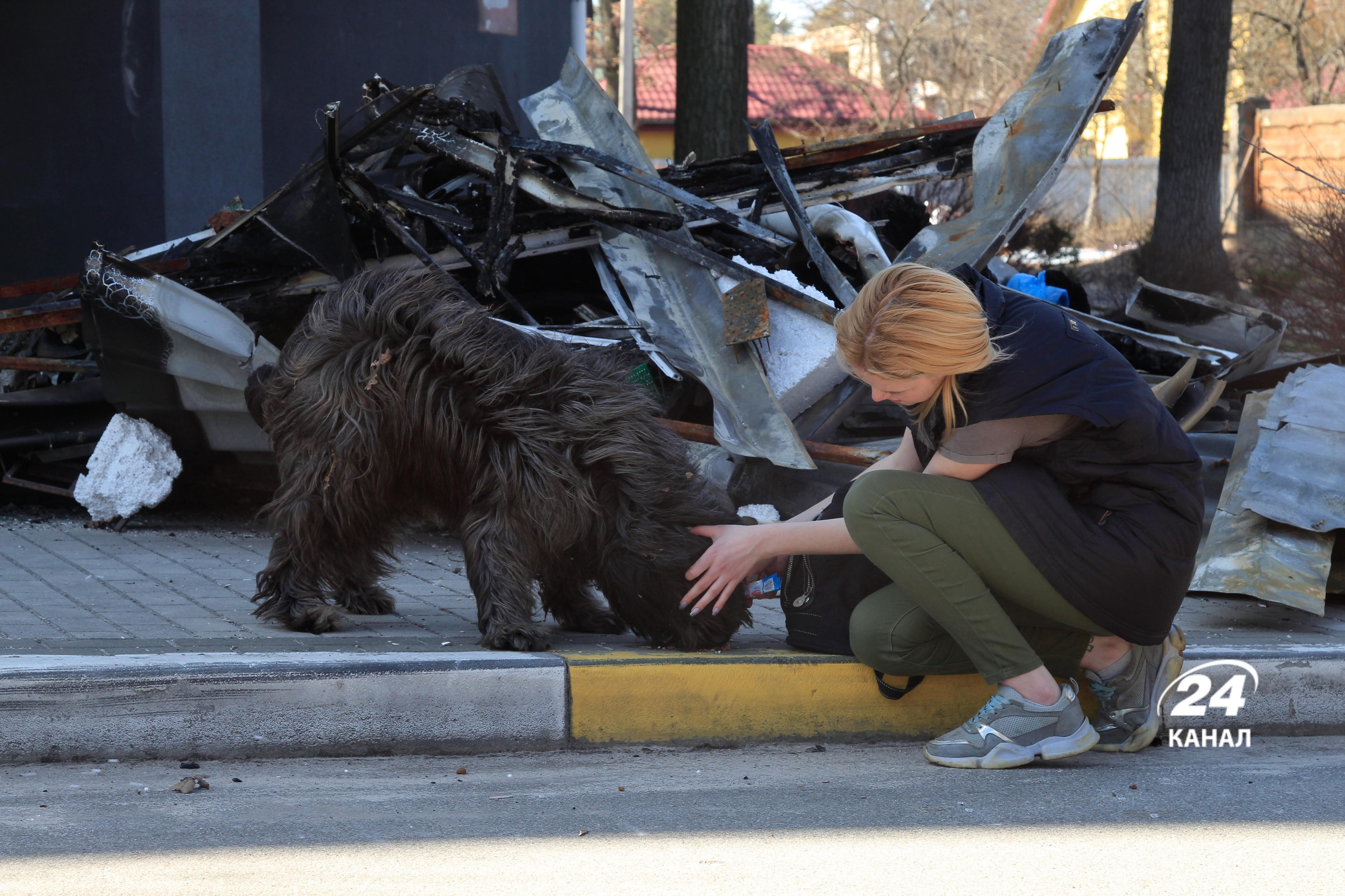 Вбиті, голодні та залякані: як російські окупанти знищували тварин на Київщині - 24 Канал Вбиті, голодні та залякані: як російські окупанти знищували тварин на Київщині - 24 Канал