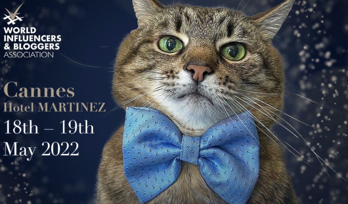 Харківського кота Степана номінували на престижну премію World Influencers and Bloggers Awards - 24 Канал