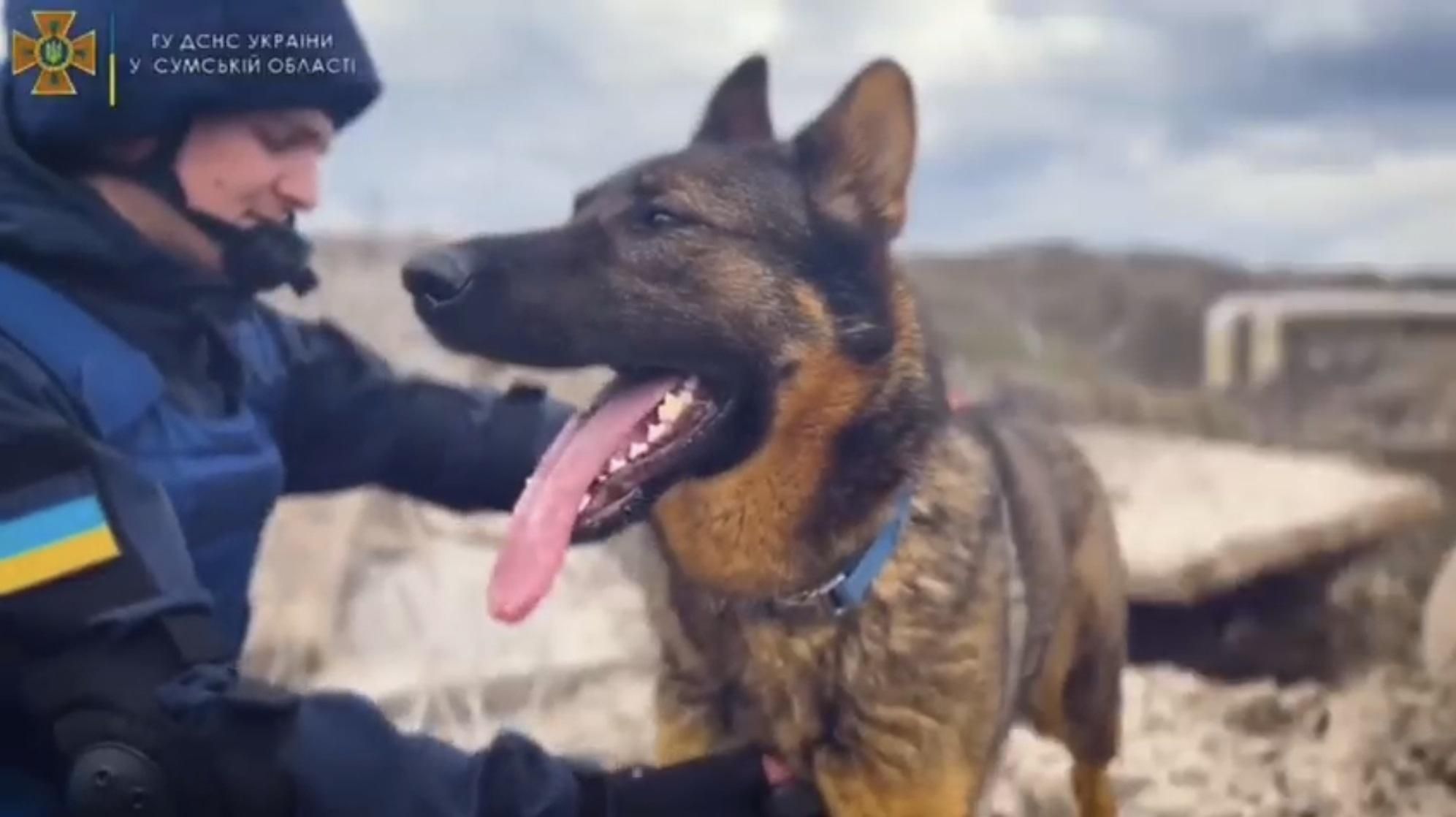 Пройшла "бойове хрещення": у ДСНС похвалились своєю помічницею на прізвисько Харті - 24 Канал Пройшла "бойове хрещення": у ДСНС похвалились своєю помічницею на прізвисько Харті - 24 Канал