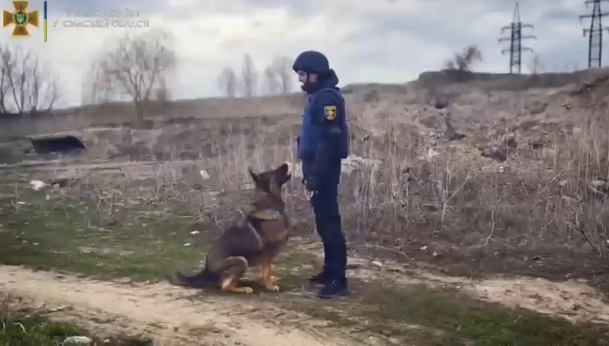 вівчарка Харті вівчарка Харті