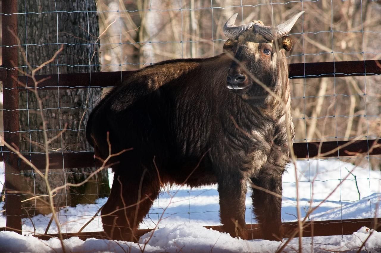 Окупанти вкрали їжу у тварин в харківському екопарку - 24 Канал Окупанти вкрали їжу у тварин в харківському екопарку - 24 Канал