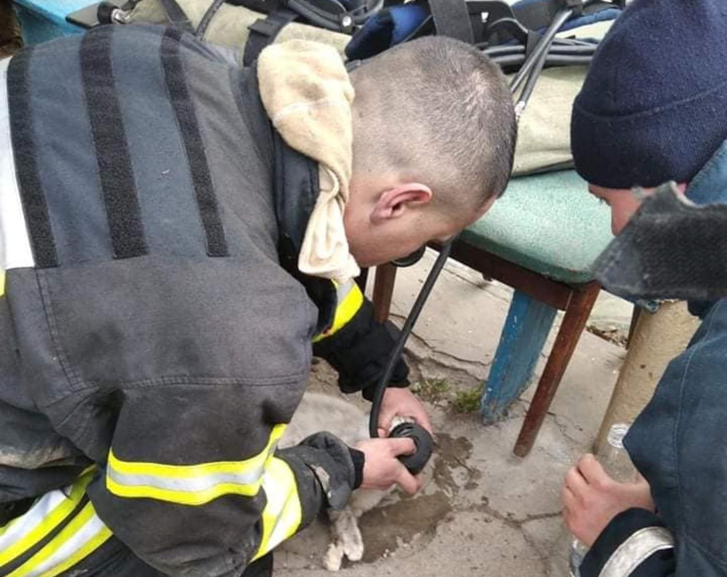 Під час ліквідації пожежі у Житомирі ДСНС евакуювали 11 людей та врятували кота - 24 Канал Під час ліквідації пожежі у Житомирі ДСНС евакуювали 11 людей та врятували кота - 24 Канал