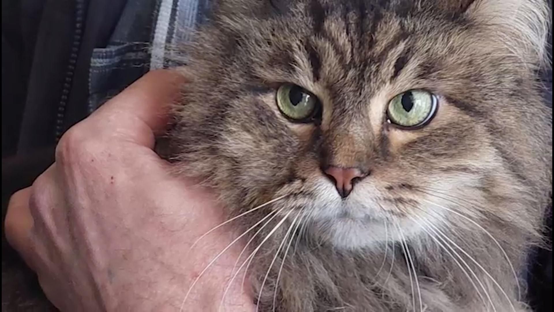У Харкові врятували кота, який два тижні просидів у зруйнованій оселі - 24 Канал
