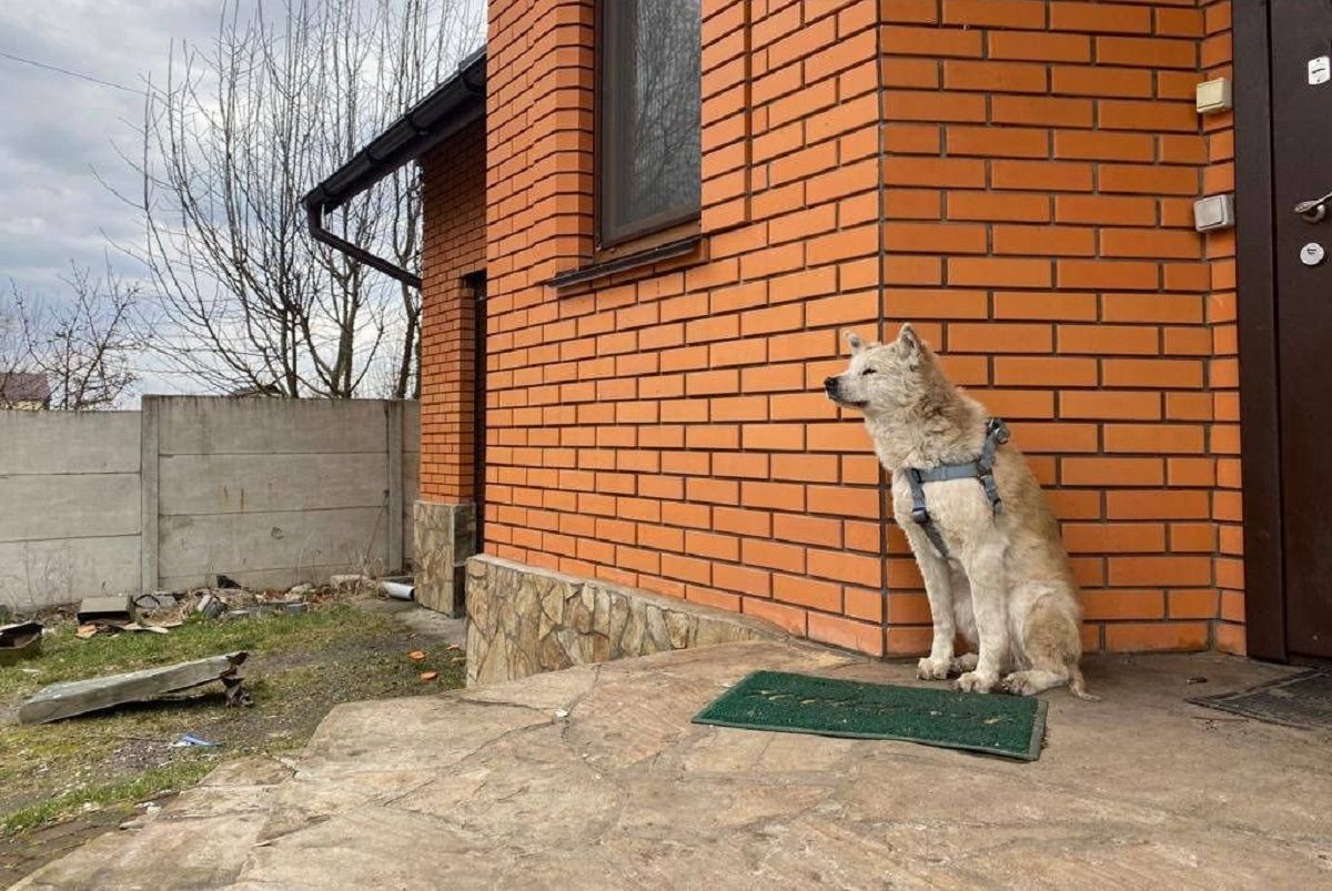 Вірний пес понад місяць чекає на порозі дому свою хазяйку, яку вбили кадировці: щемливе фото - 24 Канал