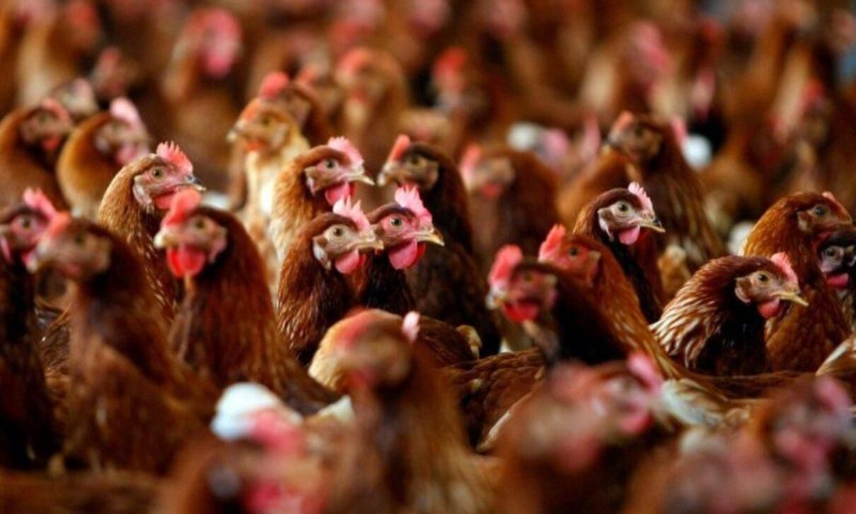 На птахофабриці у Чорнобаївці загинуло 4 мільйони курей, – ЗМІ - 24 Канал На птахофабриці у Чорнобаївці загинуло 4 мільйони курей, – ЗМІ - 24 Канал