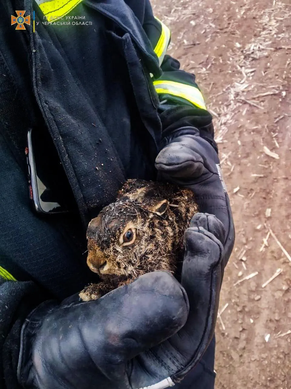 ДСНС Пожежа Тварини Підпал сухої трави ДСНС Пожежа Тварини Підпал сухої трави