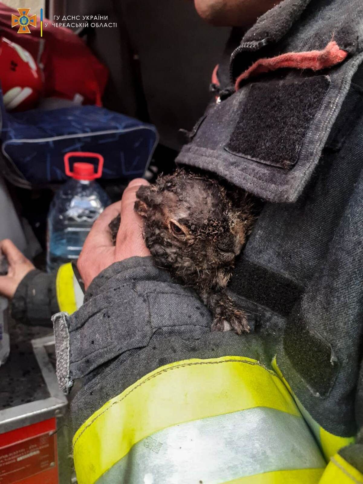 Поджог сухостоя: в Черкасской области спасли из огня зайчонка Поджог сухостоя: в Черкасской области спасли из огня зайчонка