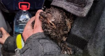 Поджог сухостоя: в Черкасской области спасли из огня зайчонка