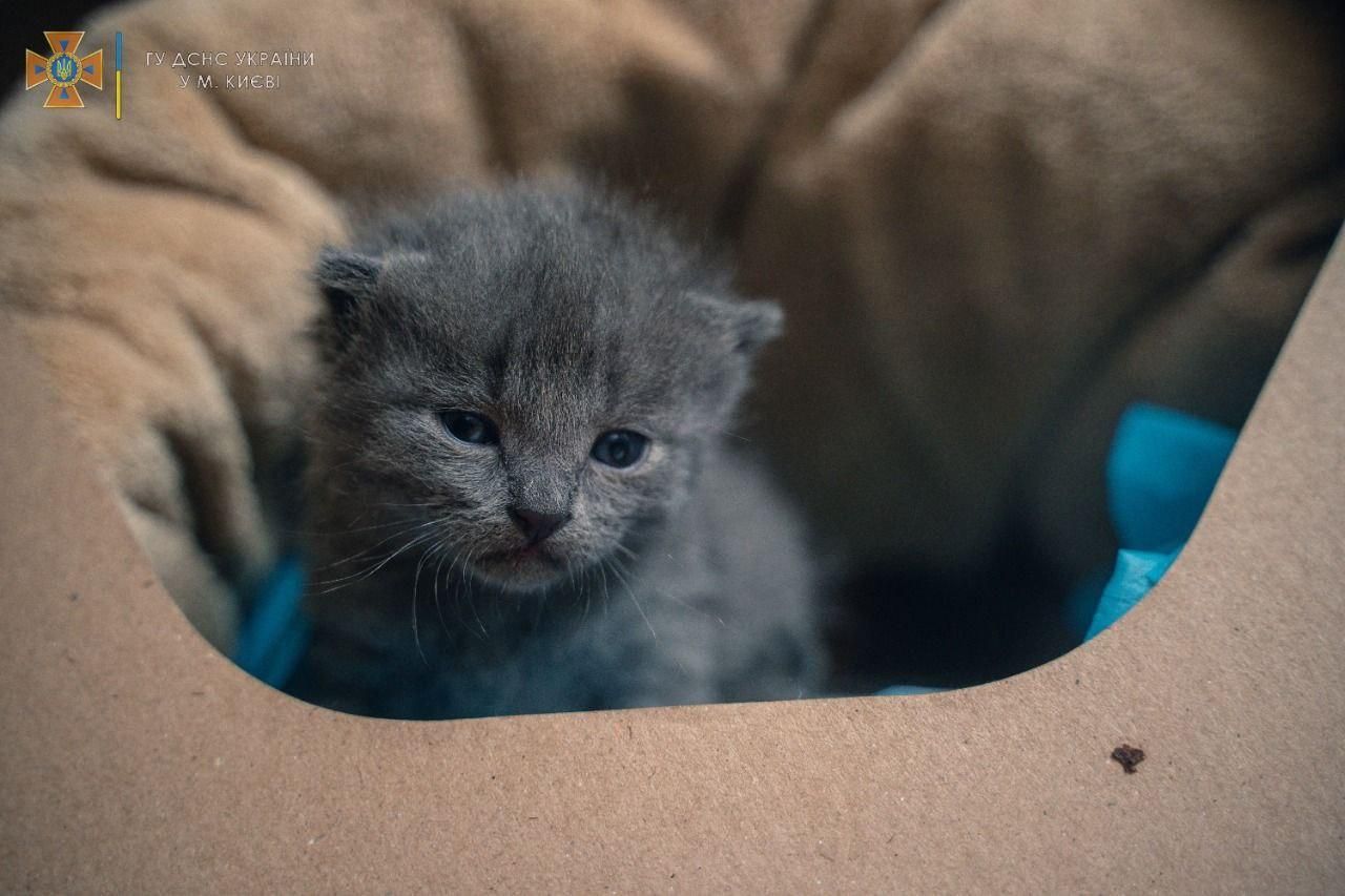Крошечного котенка нашли на руинах дома в Бородянке: щемящие фото - 24 Канал
