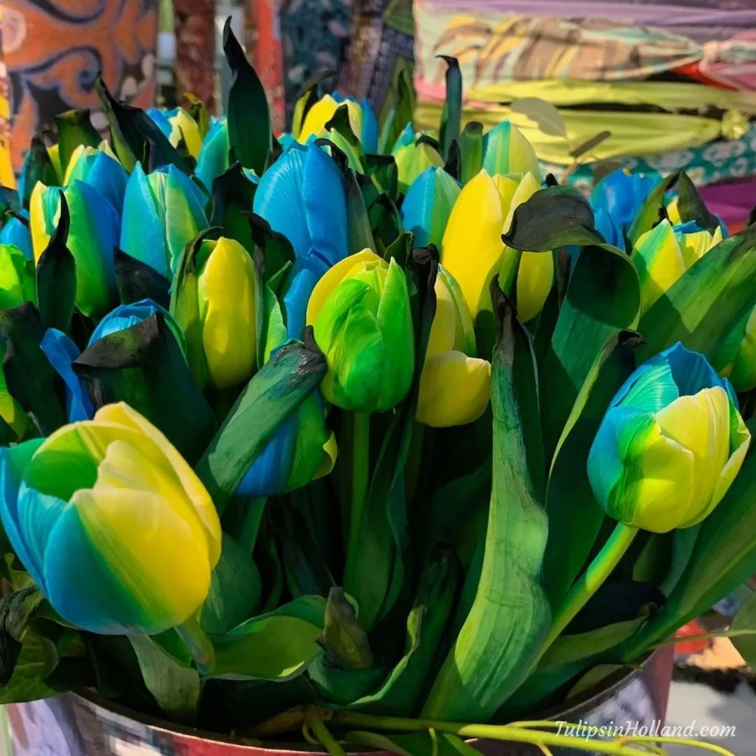 Тюльпани Тюльпани