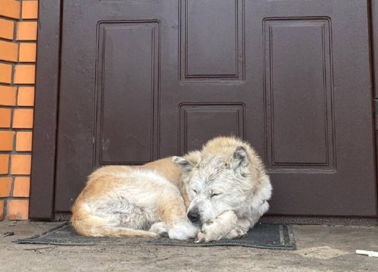 Ждала на пороге хозяйку, которую убили кадыровцы: для "Макаровского Хатико" нашли новую семью Ждала на пороге хозяйку, которую убили кадыровцы: для "Макаровского Хатико" нашли новую семью