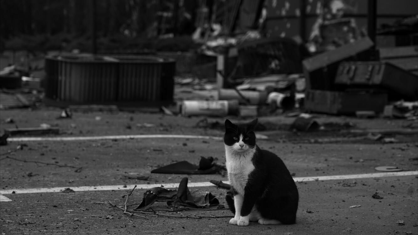 До міста поки не повертайтесь, – Чаус закликав не їхати до Чернігова та попередив про мінування - 24 Канал До міста поки не повертайтесь, – Чаус закликав не їхати до Чернігова та попередив про мінування - 24 Канал