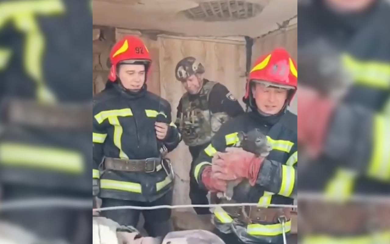 Мужчина чудом остался жив, а щенка засыпало обломками: история спасения на Донетчине Мужчина чудом остался жив, а щенка засыпало обломками: история спасения на Донетчине