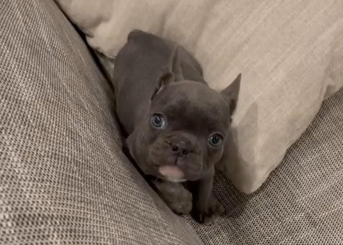 Кулеба забрав собі цуценя, яке врятували у блокадному Маріуполі - 24 Канал Кулеба забрав собі цуценя, яке врятували у блокадному Маріуполі - 24 Канал