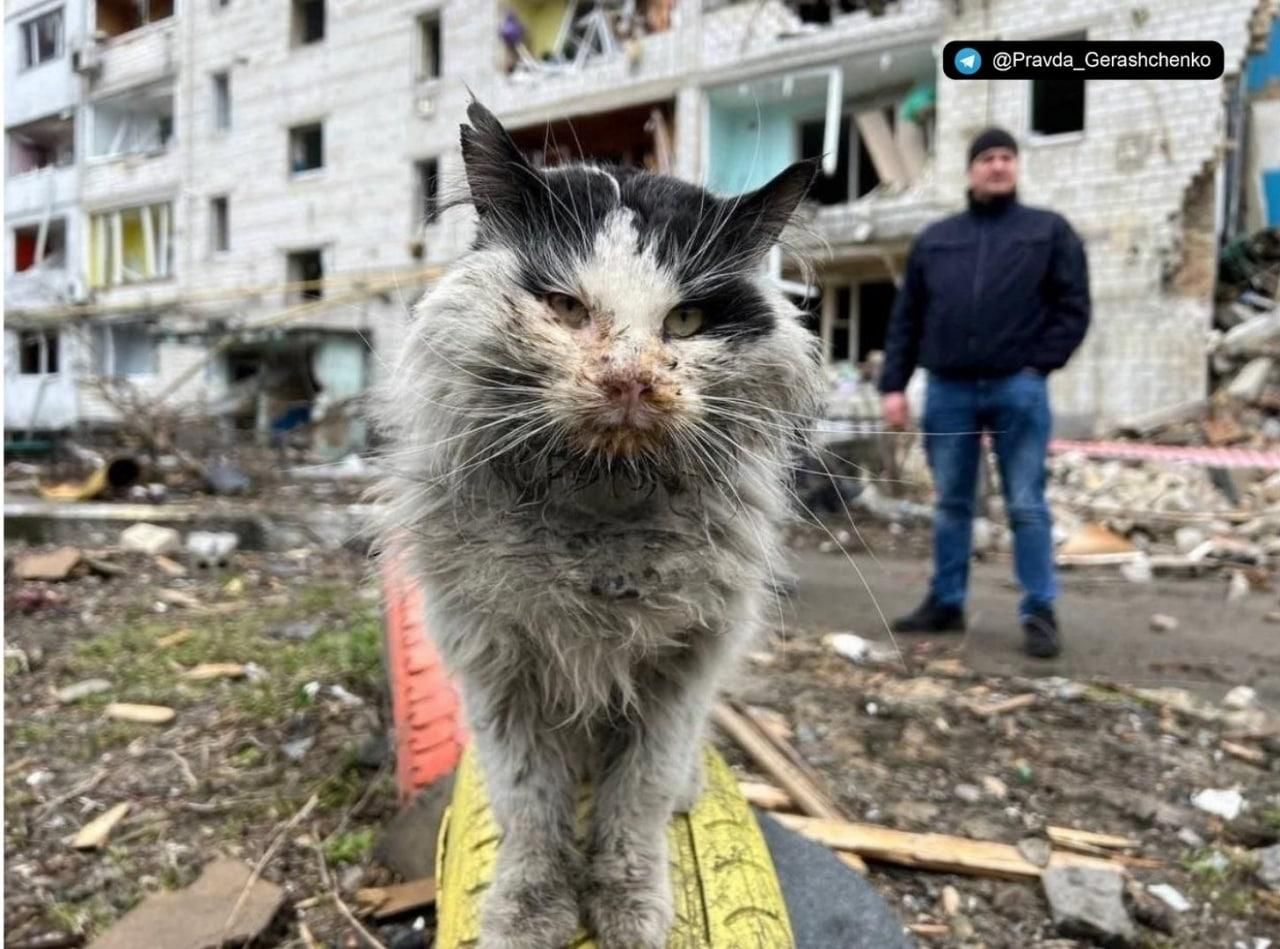Знаменитый кот из Бородянки умер Знаменитый кот из Бородянки умер