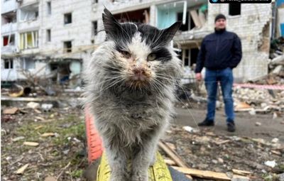 Знаменитый кот из Бородянки умер