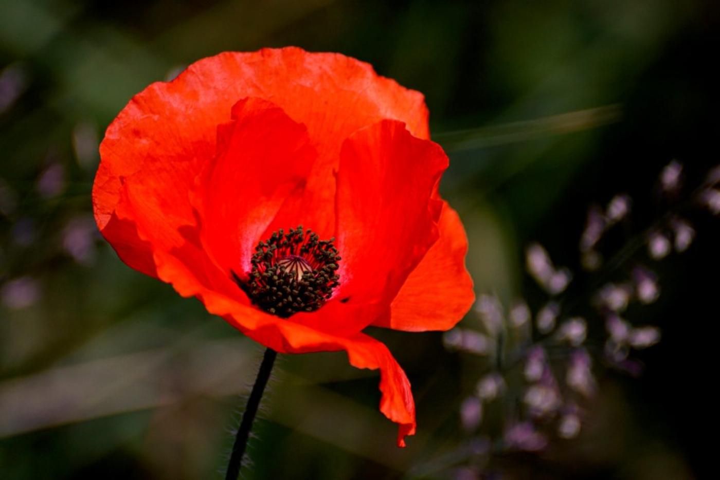 У парламенті Литви пропонують зробити 9 травня днем пам'яті жертв геноциду в Україні - 24 Канал У парламенті Литви пропонують зробити 9 травня днем пам'яті жертв геноциду в Україні - 24 Канал