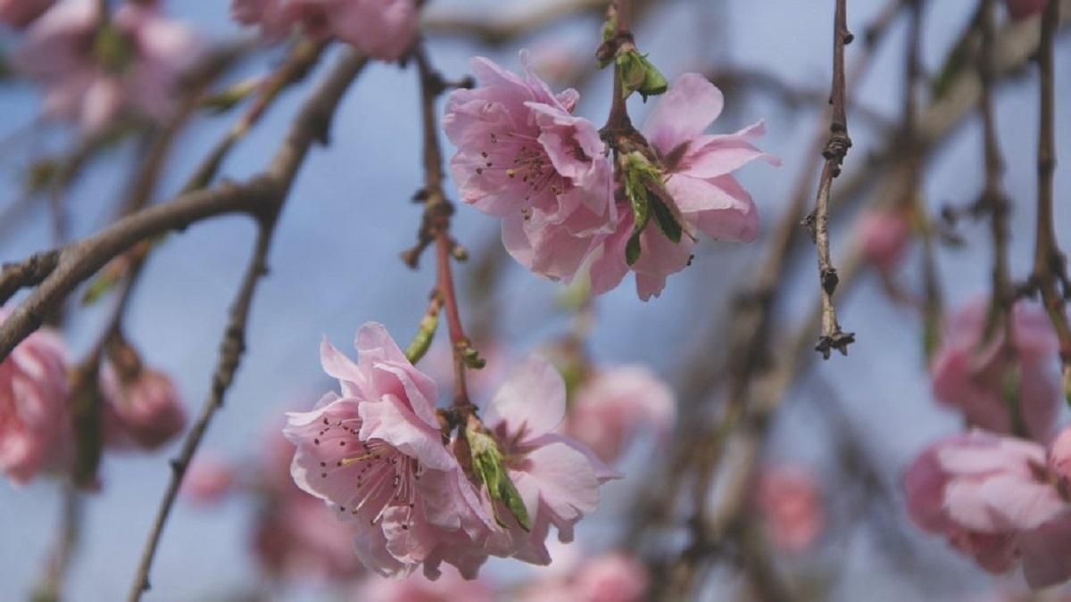 Весна переможе: перші сакури та магнолії зацвіли в Одеському ботанічному саду - 24 Канал