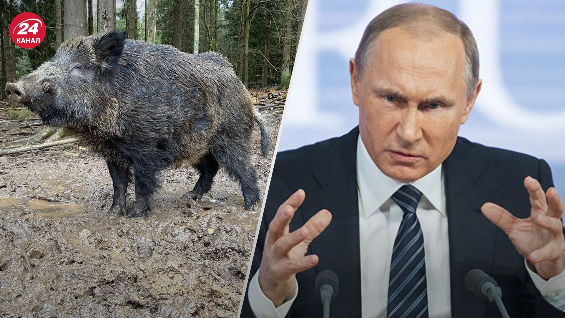 "Жодна свиня не заслуговує на ім'я нелюдського виродка": у Німеччині перейменували кабана Путіна - 24 Канал "Жодна свиня не заслуговує на ім'я нелюдського виродка": у Німеччині перейменували кабана Путіна - 24 Канал