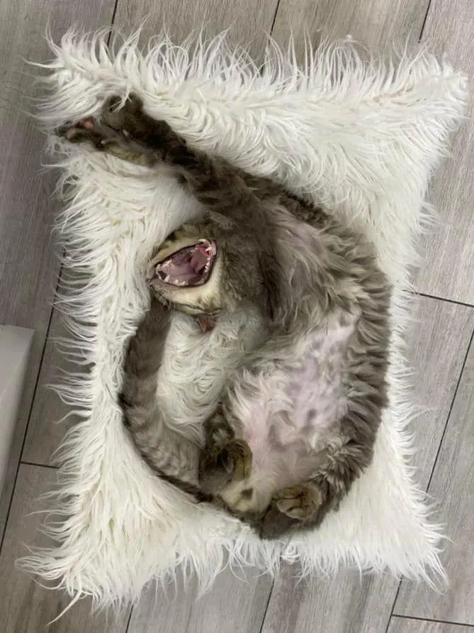 Фенікса жартома назвали біологічною зброєю Фенікса жартома назвали біологічною зброєю