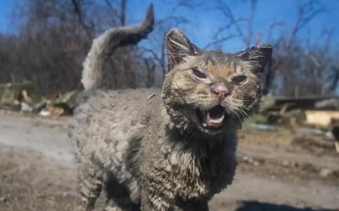 Известного обожженного котика из Киевщины приютили и назвали "Фениксом" - 24 Канал
