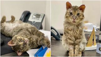 "Шансів було дуже мало": Сумська розповіла про стан здоров’я обпаленого котика з Бучі 