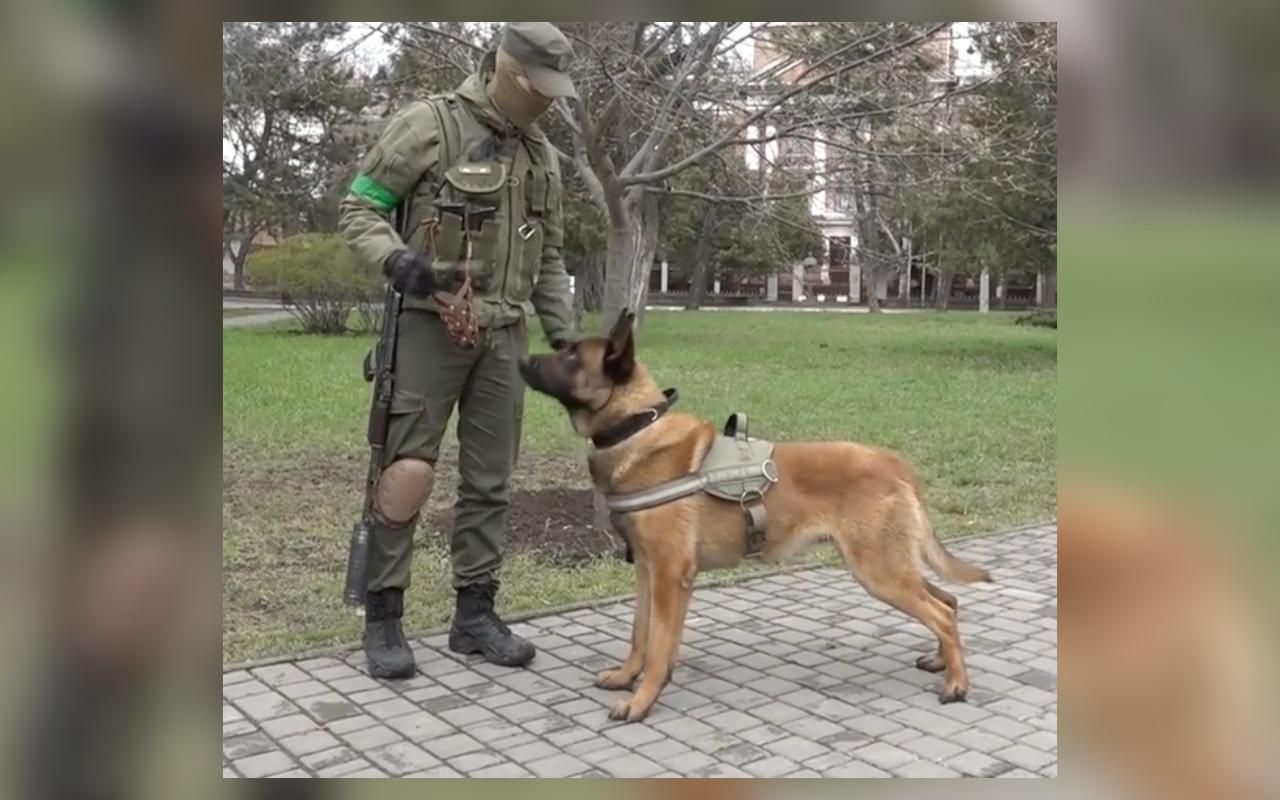 Николаевские нацгвардейцы приютили собаку, которую бросили россияне
