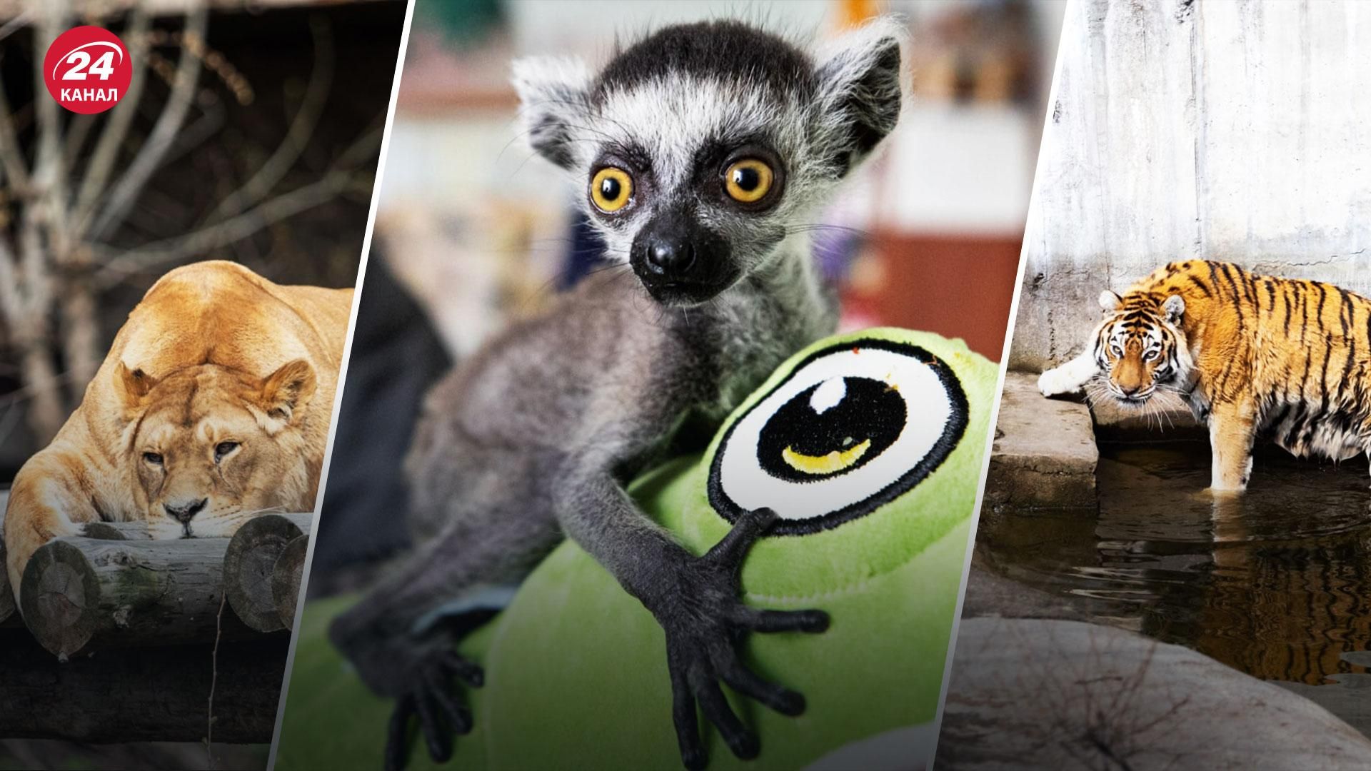 В Киевском зоопарке, несмотря на войну, продолжается жизнь: фото животных - 24 Канал