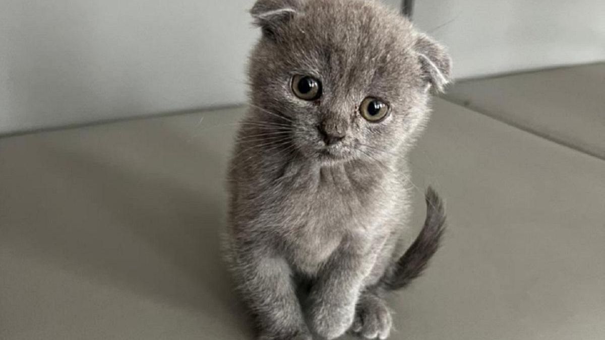 "Маленький Джавелін": на Рівненщині показали маленького котика-захисника
