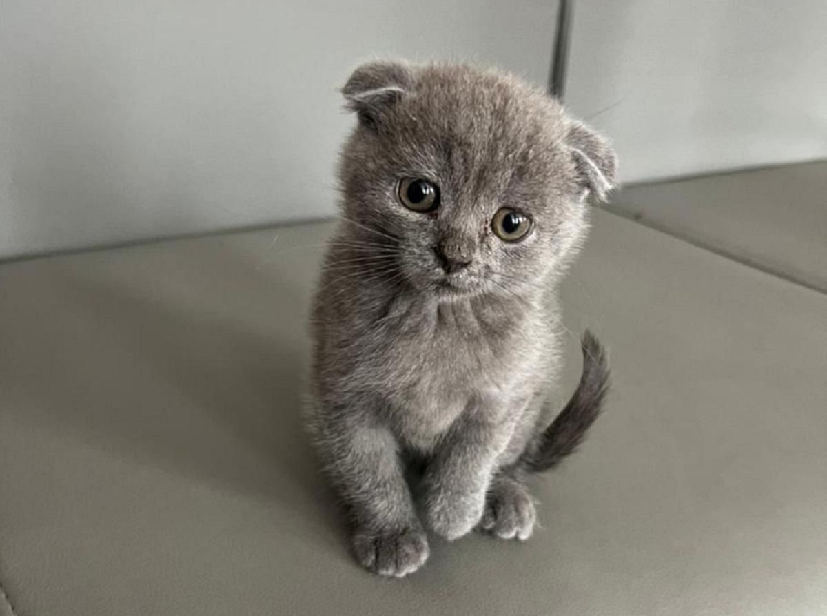 "Маленький Джавелін": на Рівненщині показали маленького котика-захисника