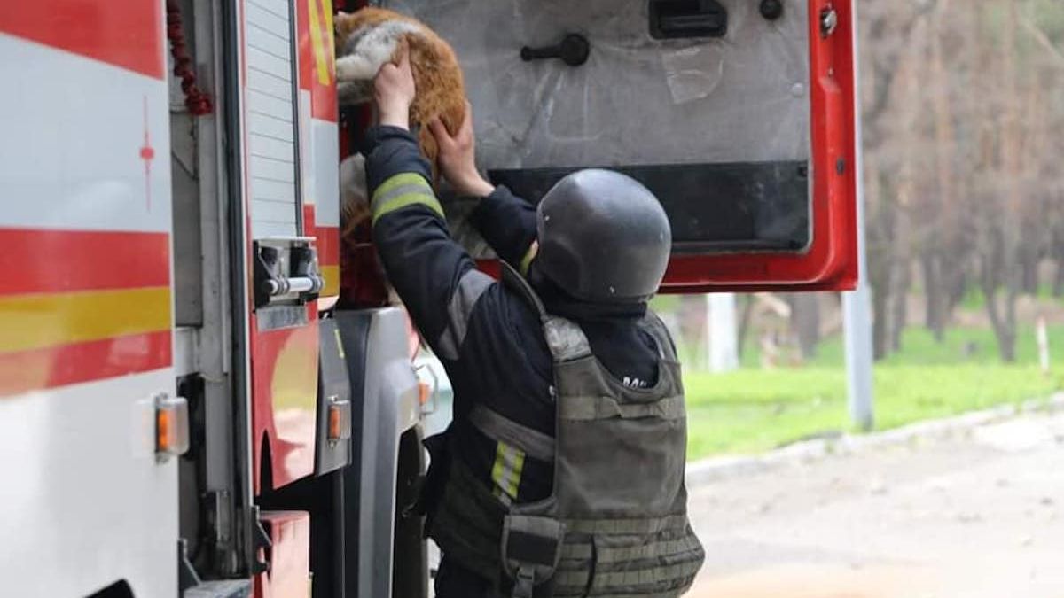 Харківські пожежники врятували руденького котика: милі фото та відео порятунку - 24 Канал