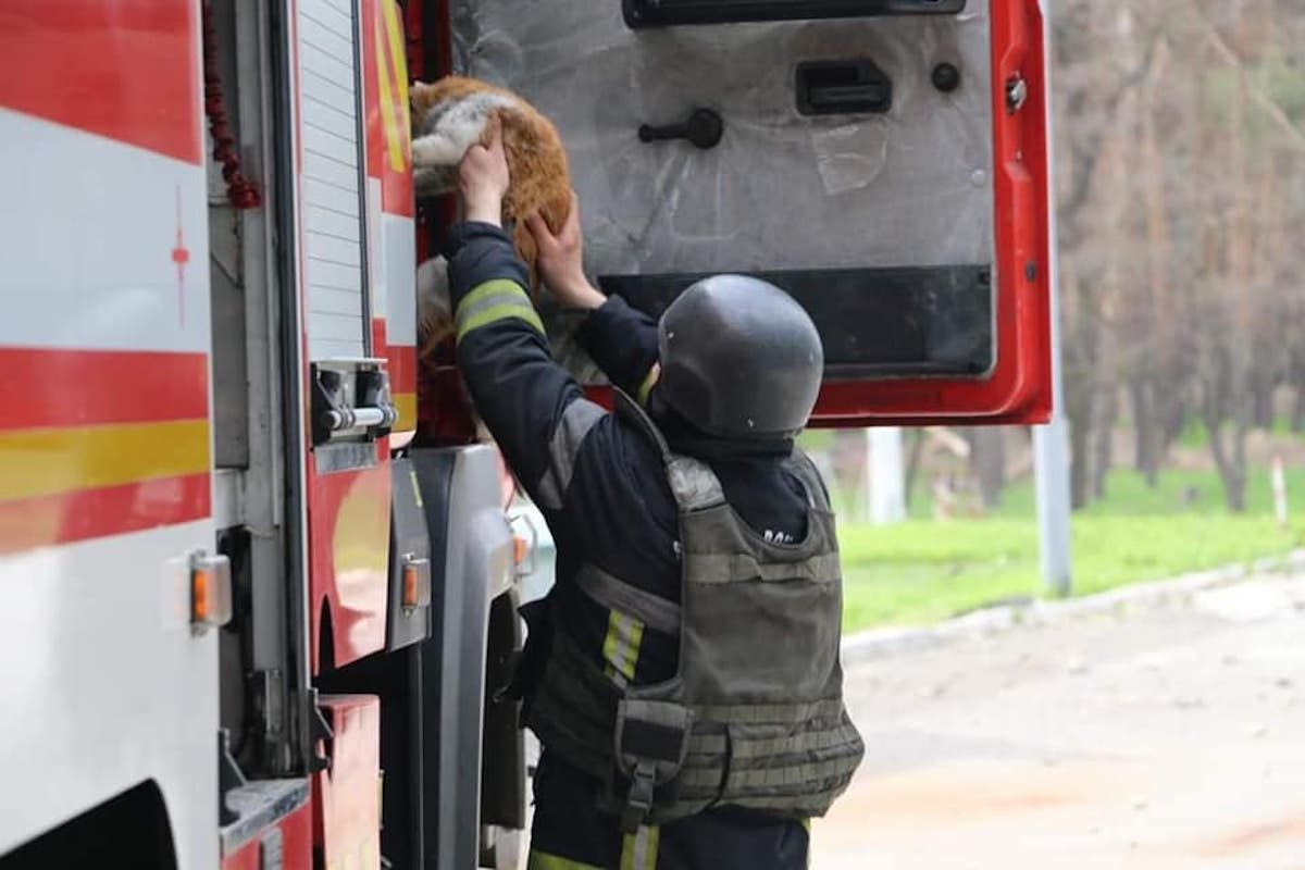Харківські пожежники врятували руденького котика: милі фото та відео порятунку - 24 Канал
