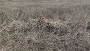 снайпер снайпер