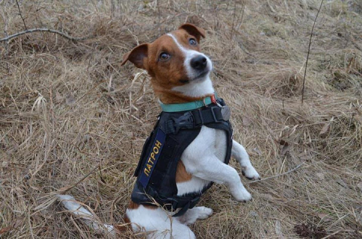 Чернігівський пес Патрон може з'явитися на новій марці від "Укрпошти" Чернігівський пес Патрон може з'явитися на новій марці від "Укрпошти"