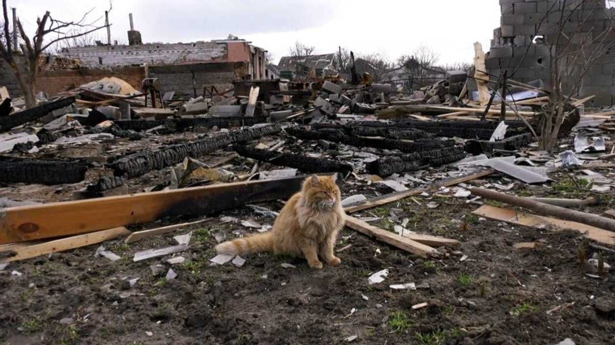 Для каждой области создадут специальные каталоги: это поможет в восстановлении, – Кирилл Тимошенко - 24 Канал