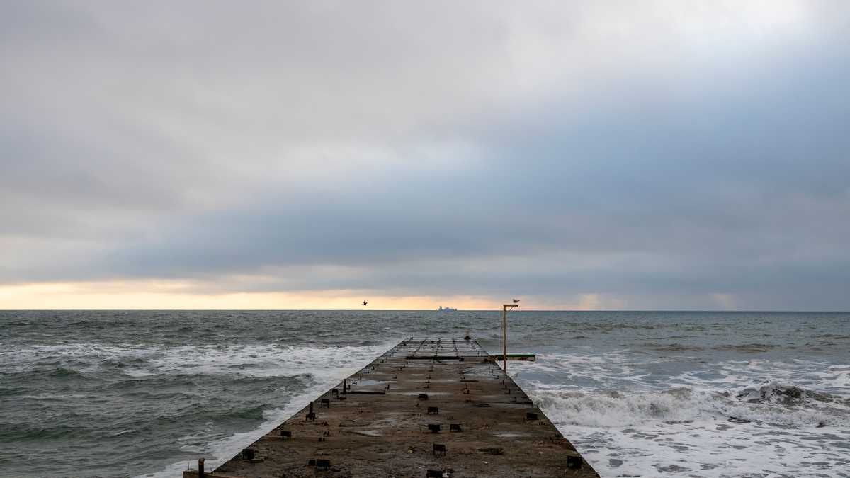 Вблизи Севастополя заметили массовую внезапную гибель морских птиц Вблизи Севастополя заметили массовую внезапную гибель морских птиц