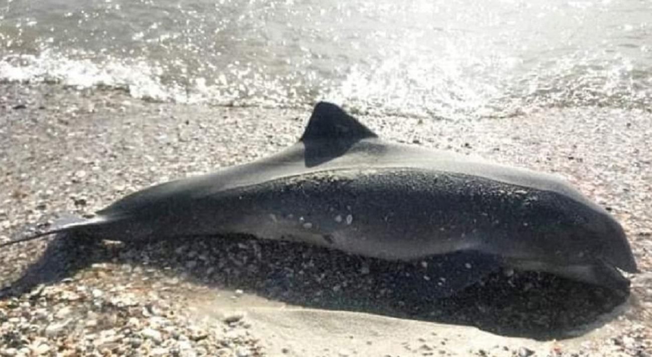 В Одесской области на берег выбросило мертвых дельфинов: в этом может быть виновата Россия В Одесской области на берег выбросило мертвых дельфинов: в этом может быть виновата Россия