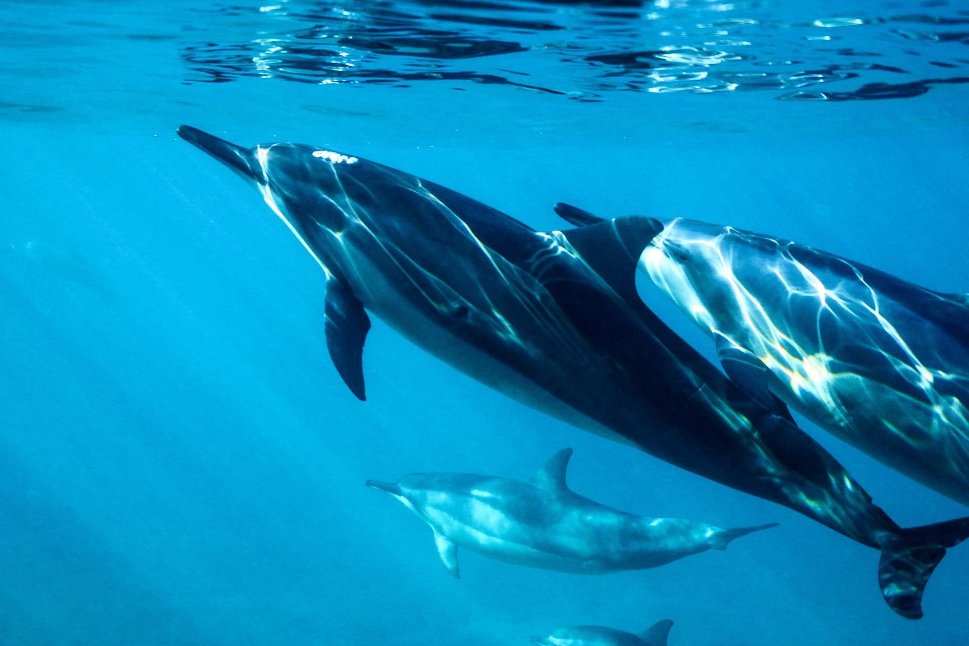 Росія перекинула до окупованого Криму "бойових" дельфінів