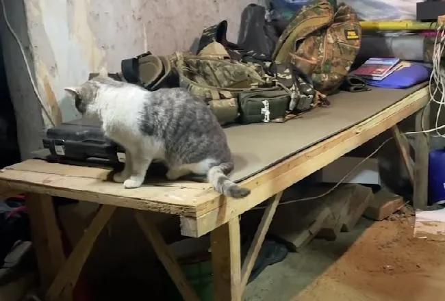 Котик Котик