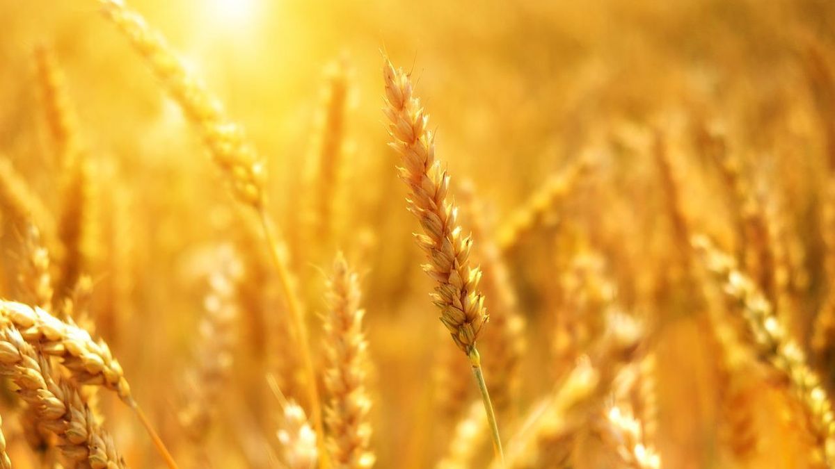 Росіяни можуть вкрасти зерна в Україні на сотні мільйонів доларів